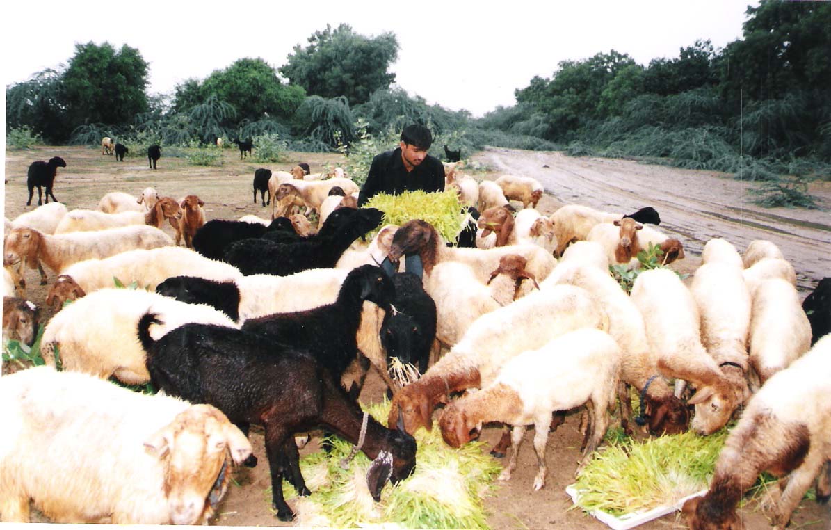 Free Feeding of Goat